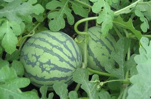 娱乐吃瓜酱武汉,揭秘武汉娱乐圈的那些事儿