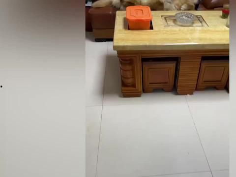 娱乐吃瓜酱夹子音,揭秘娱乐圈幕后趣闻