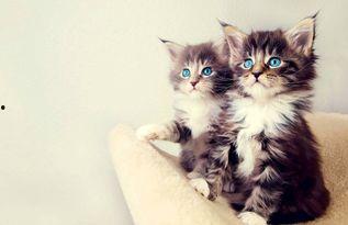 娱乐吃瓜猫的作品,揭秘娱乐圈那些不为人知的幕后故事