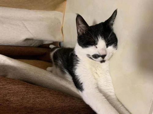 娱乐吃瓜酱男朋友不如猫