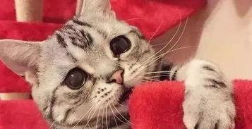 娱乐吃瓜酱男朋友不如猫