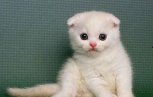 娱乐吃瓜君猫咪摇头,揭秘吃瓜君的萌态瞬间