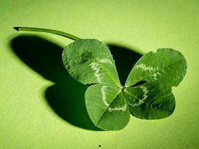 吃瓜四叶草娱乐,揭秘娱乐圈幕后故事