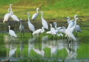 爱豆吃瓜娱乐白鹭