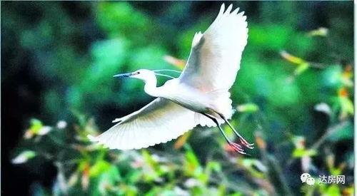 爱豆吃瓜娱乐白鹭