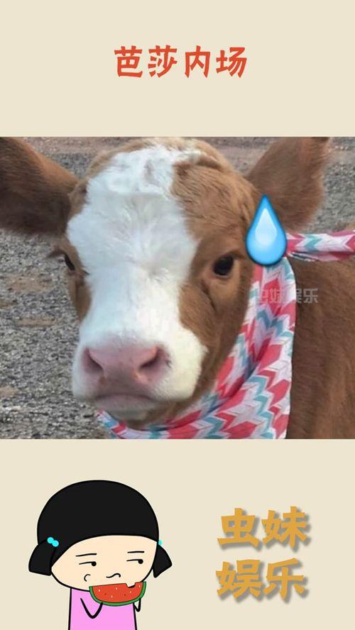 娱乐吃瓜酱刷抖音,娱乐吃瓜酱带你领略短视频界的趣味盛宴